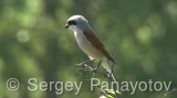 Video of Red-backed Shrike
